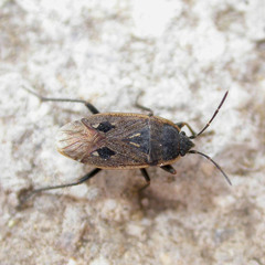 Graptopeltus lynceus