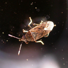 Peritrechus geniculatus