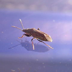 Peritrechus geniculatus