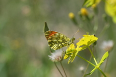 Anthocharis damone eunomia