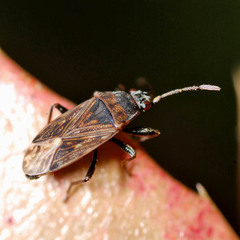 Peritrechus geniculatus