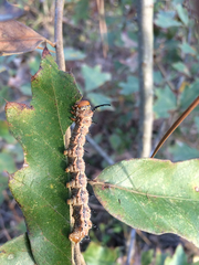 Anisota fuscosa