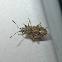 Peritrechus nubilus