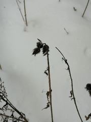 Carduus crispus