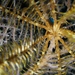 Sawtoothed Feather Star - Photo (c) Frédéric Ducarme, some rights reserved (CC BY-NC-ND), uploaded by Frédéric Ducarme