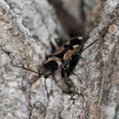 Raglius confusus