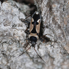 Raglius confusus