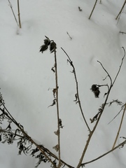 Carduus crispus