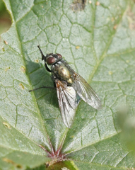 Eudasyphora cyanella