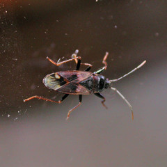 Eremocoris fenestratus