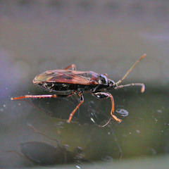 Eremocoris fenestratus