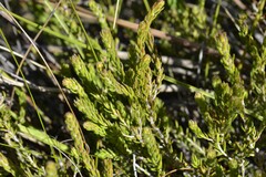 Erica filiformis