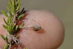 Erica filiformis