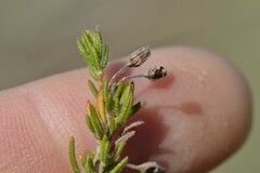 Erica filiformis