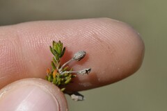 Erica filiformis