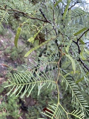 Vachellia aroma