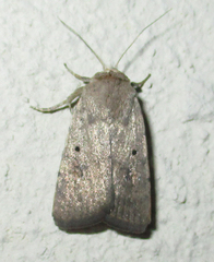 Athetis pigra