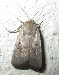 Athetis pigra