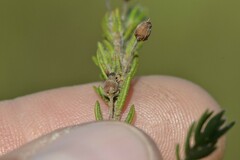Erica filiformis