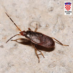 Eremocoris fenestratus