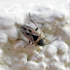Xanthochilus quadratus