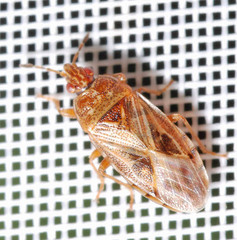 Chilacis typhae