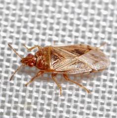 Chilacis typhae