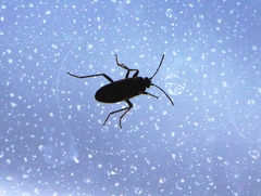 Rhyparochromus vulgaris