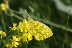 Anthocharis damone eunomia