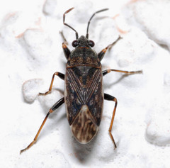 Peritrechus