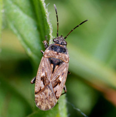 Sphragisticus nebulosus