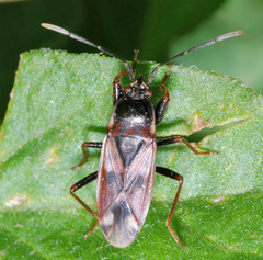 Eremocoris fenestratus