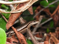 Trachylepis sechellensis