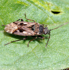 Sphragisticus nebulosus