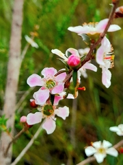 Leptospermum squarrosum