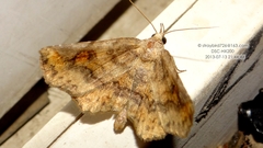 Pangrapta perturbans