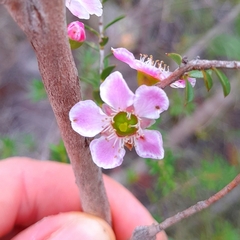 Leptospermum squarrosum