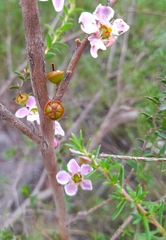 Leptospermum squarrosum