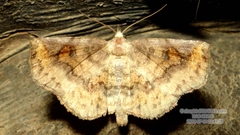 Pangrapta perturbans