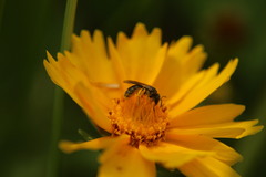Lasioglossum leucozonium