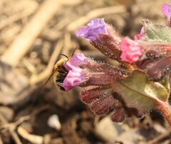 Anthophora plumipes