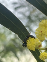 Hylaeus honestus