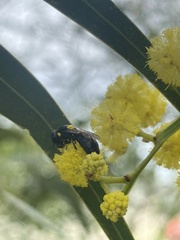 Hylaeus honestus