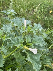 Datura ferox