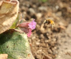 Anthophora plumipes