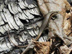 Trachylepis sechellensis