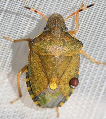 Peribalus strictus