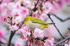 Zosterops simplex simplex