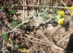 Alyssum montanum