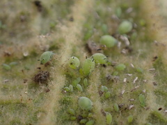 Aphis verbasci